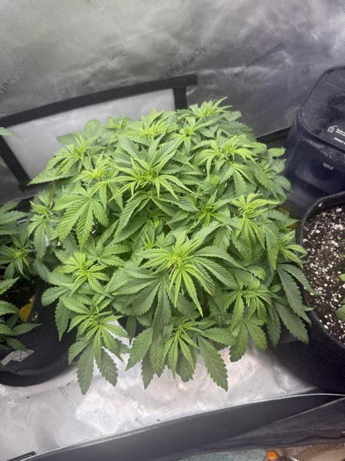 Lemon Cherry Cookies FB Auto. Week 4