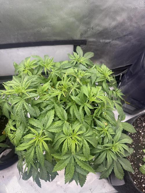 Lemon Cherry Cookies FB Auto. Week 4