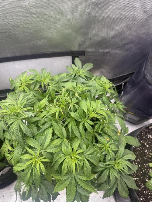 Lemon Cherry Cookies FB Auto. Week 4
