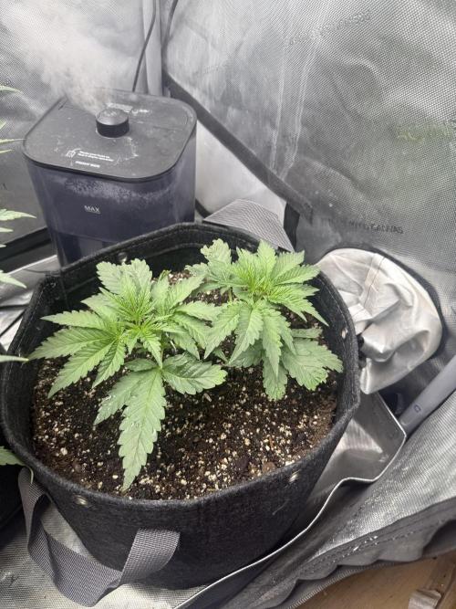 OG KUSH FEM SEEDSMAN Photo. Week 4