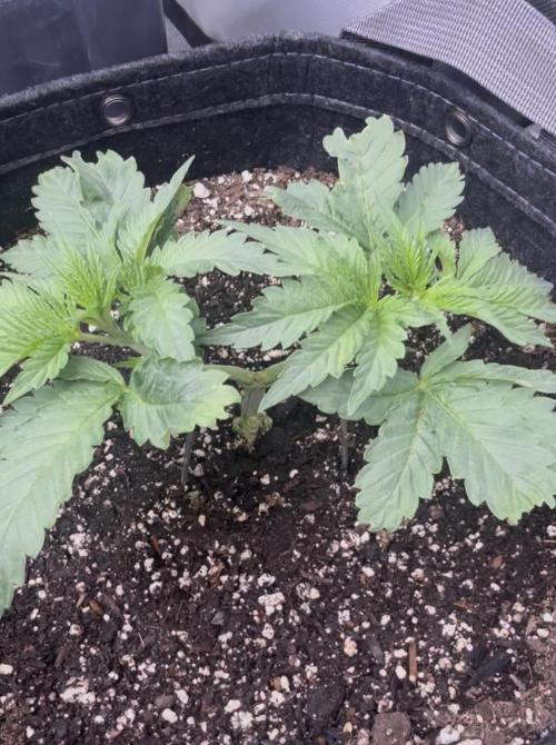OG KUSH FEM SEEDSMAN Photo. Week 4