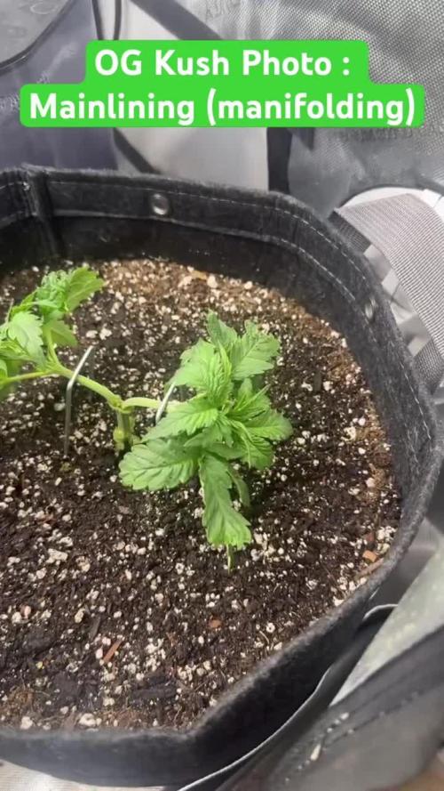 OG KUSH FEM SEEDSMAN Photo