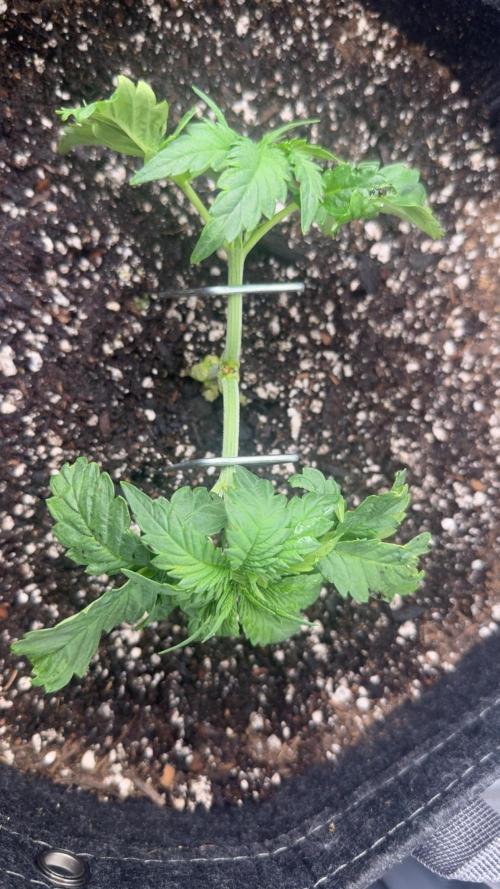 OG Kush Fem Ltd. Edition . Week 4