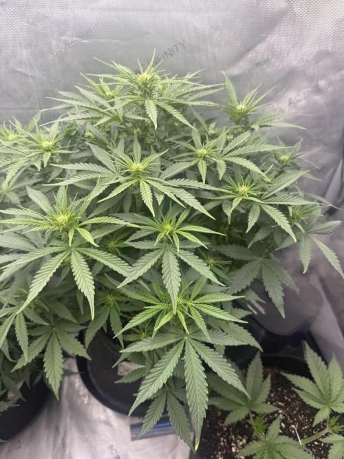 Papaya Cookie FB Auto. Week 5