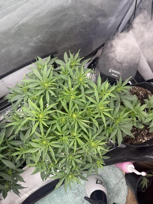 Papaya Cookies Auto. Week 5