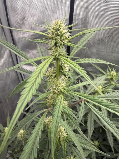 Papaya Cookie FB Auto. Week 6