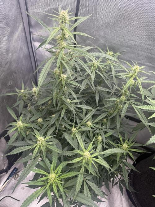 Papaya Cookie FB Auto. Week 6