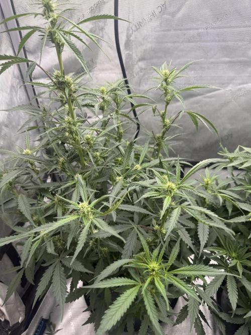 Papaya Cookie FB Auto. Week 6