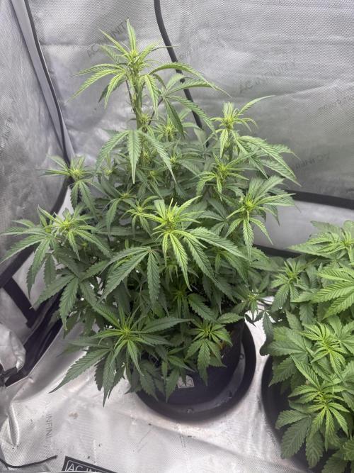 Papaya Cookie FB Auto. Week 6