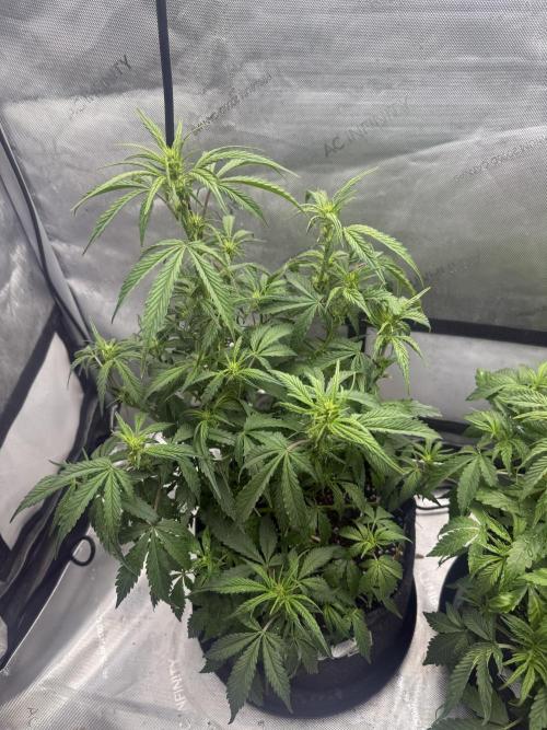 Papaya Cookie FB Auto. Week 6