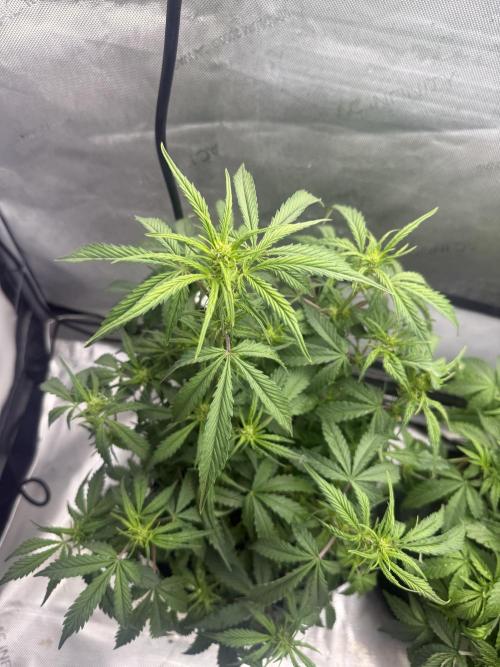 Papaya Cookies Auto. Week 6