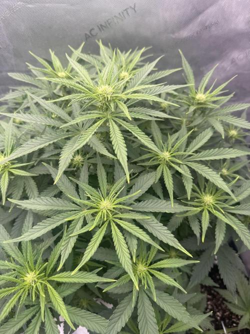 Lemon Cherry Cookies FB Auto. Week 5