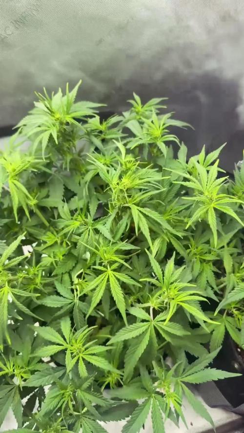 Lemon Cherry Cookies FB Auto