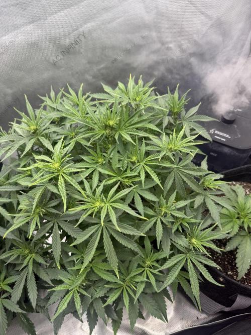Lemon Cherry Cookies FB Auto. Week 5