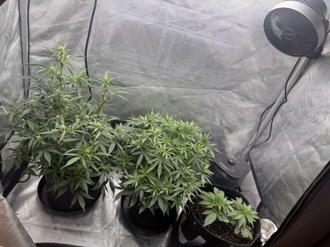 Lemon Cherry Cookies FB Auto. Week 5
