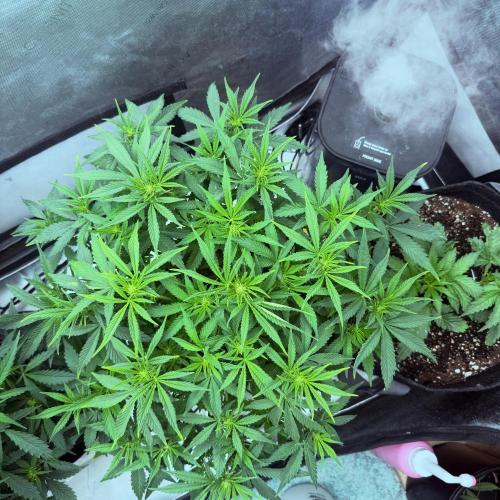 Lemon Cherry Cookies FB Auto. Week 5