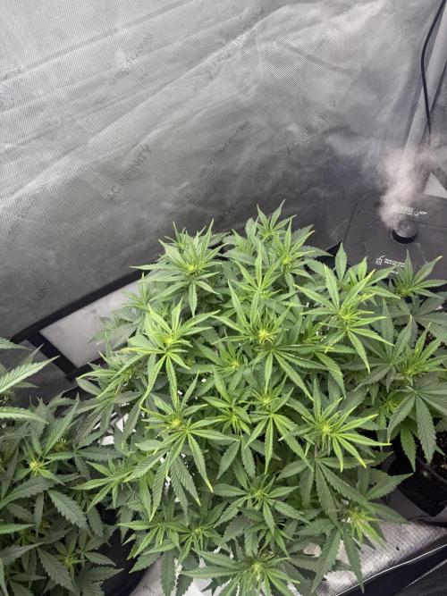 Lemon Cherry Cookies FB Auto. Week 5