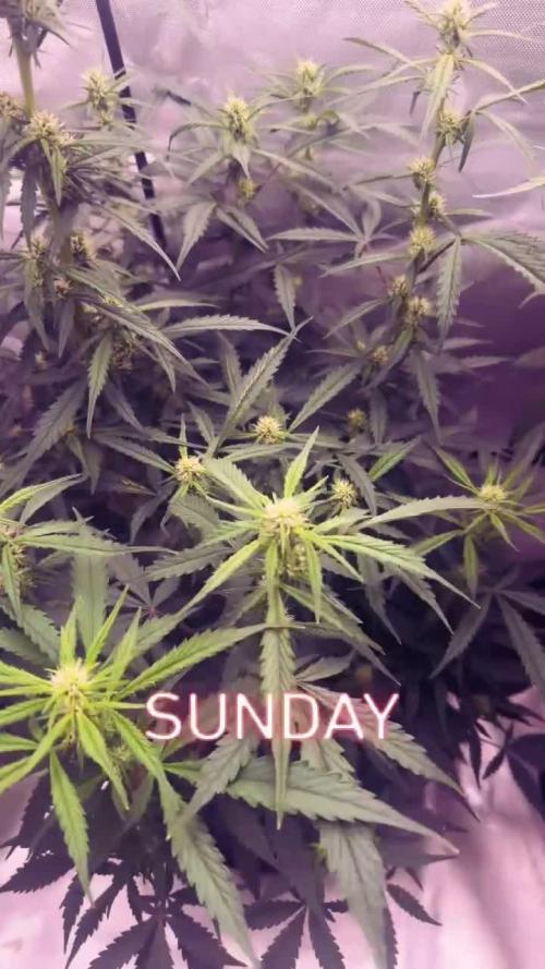 OG KUSH FEM SEEDSMAN Photo