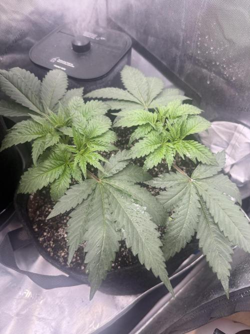 OG KUSH FEM SEEDSMAN Photo. Week 6
