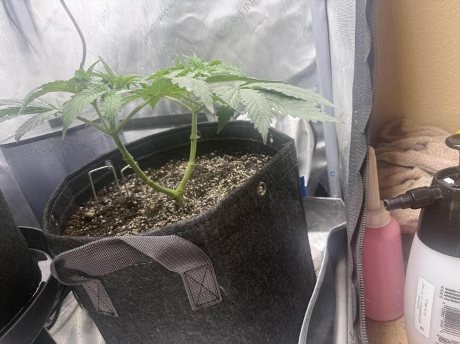 OG KUSH FEM SEEDSMAN Photo. Week 6