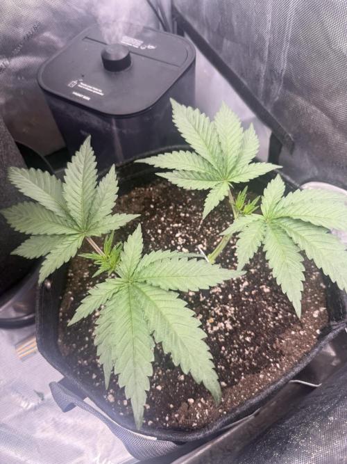 OG KUSH FEM SEEDSMAN Photo. Week 6