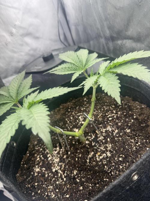 OG Kush Fem Ltd. Edition . Week 6