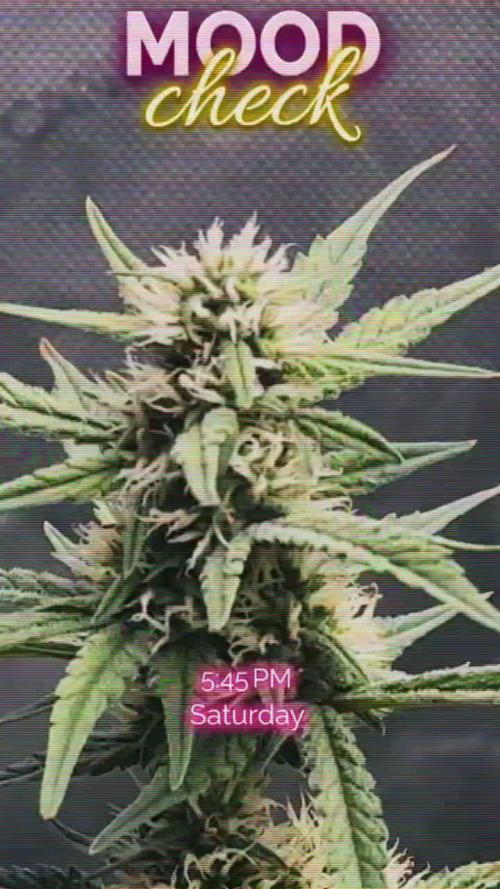 Papaya Cookie FB Auto