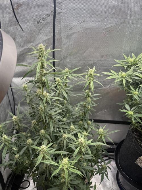 Papaya Cookie FB Auto. Week 7