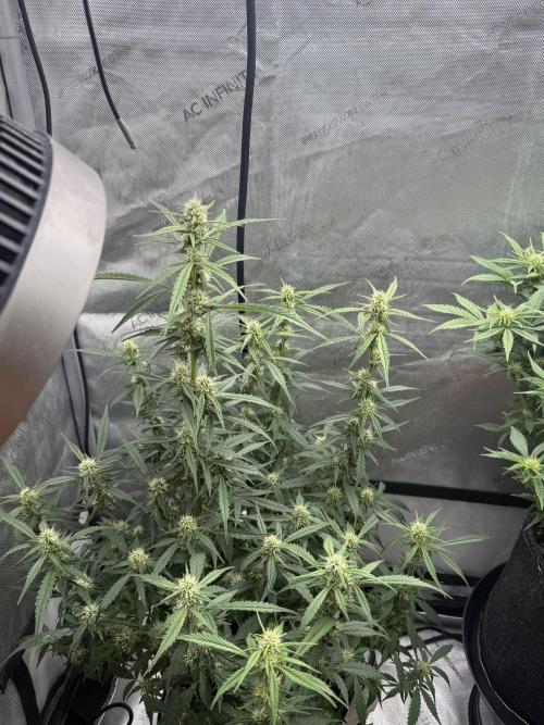 Papaya Cookie FB Auto. Week 7