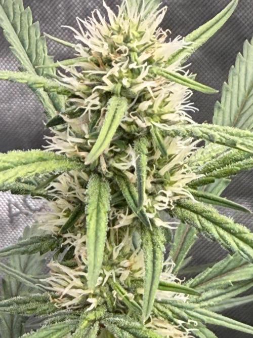 Papaya Cookie FB Auto. Week 7