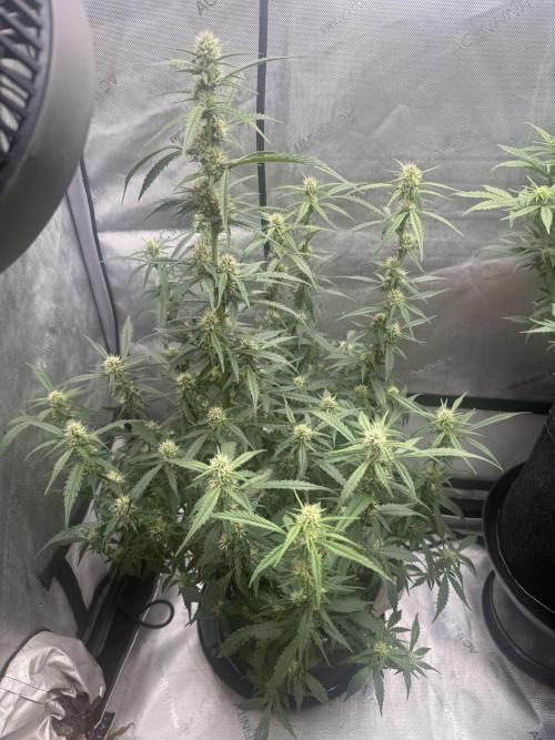 Papaya Cookie FB Auto. Week 7