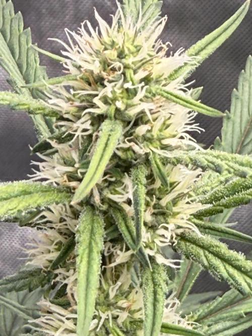 Papaya Cookie FB Auto. Week 7