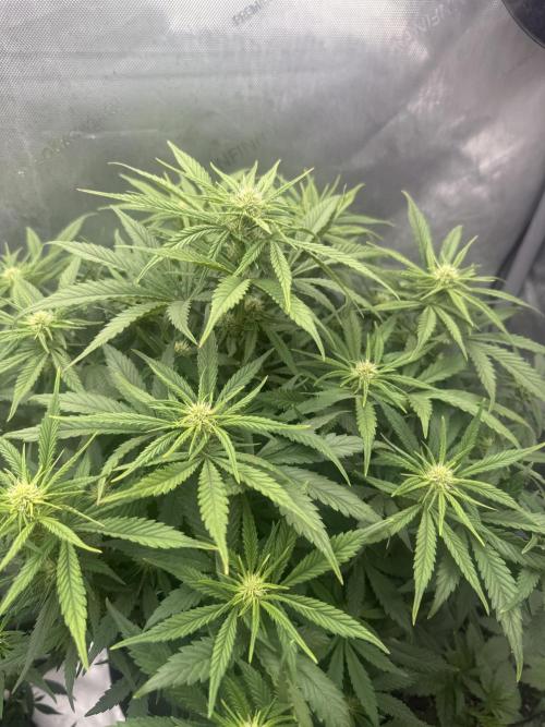 Lemon Cherry Cookies FB Auto. Week 6