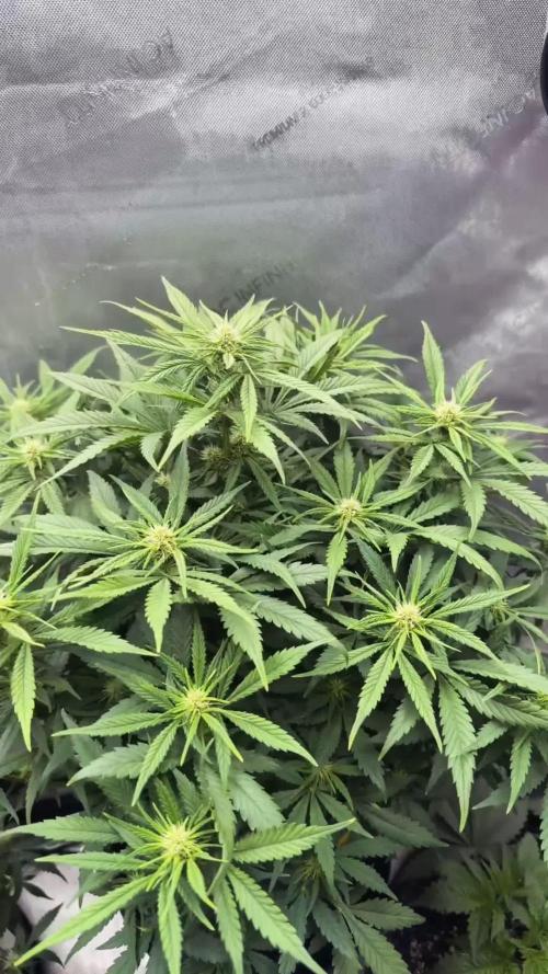 Lemon Cherry Cookies FB Auto