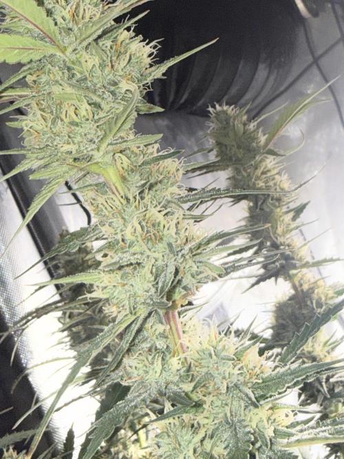 Papaya Cookie FB Auto. Week 8
