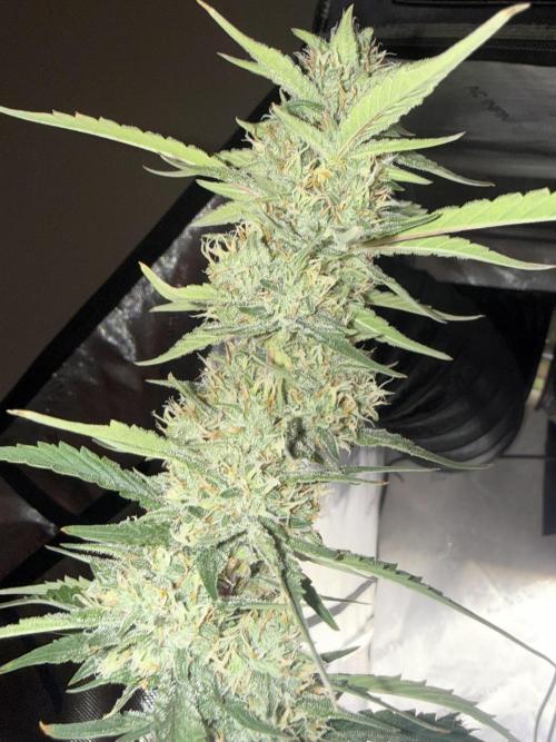 Papaya Cookie FB Auto. Week 8