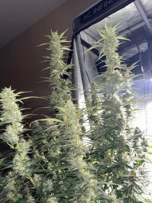 Papaya Cookie FB Auto. Week 8