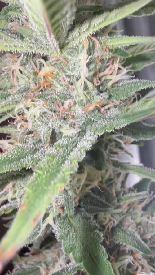 Papaya Cookie FB Auto