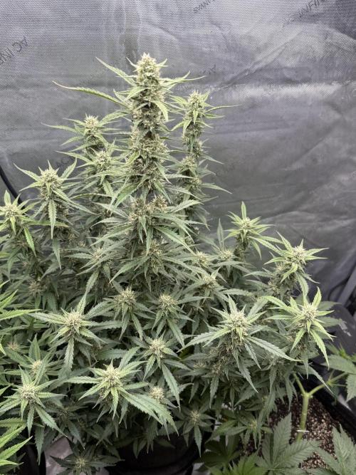 Papaya Cookie FB Auto. Week 8