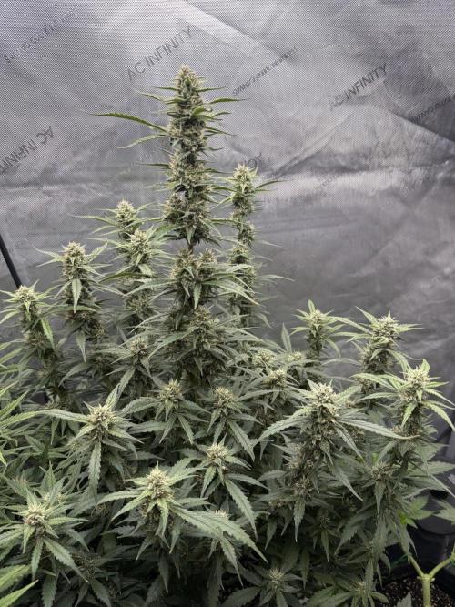 Papaya Cookie FB Auto. Week 8