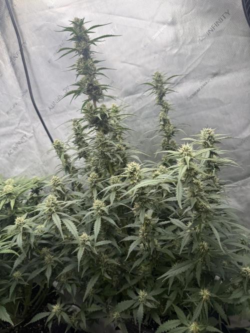 Papaya Cookie FB Auto. Week 8