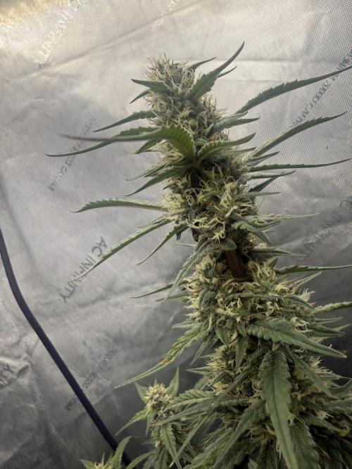 Papaya Cookie FB Auto. Week 8