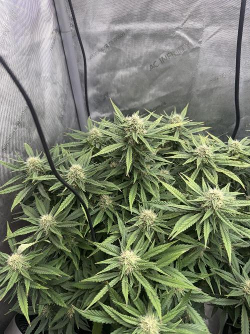 Lemon Cherry Cookies FB Auto. Week 7