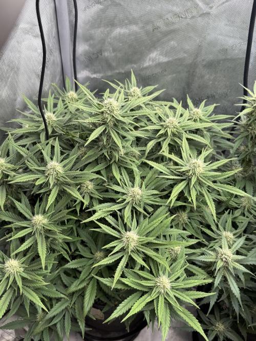 Lemon Cherry Cookies FB Auto. Week 7
