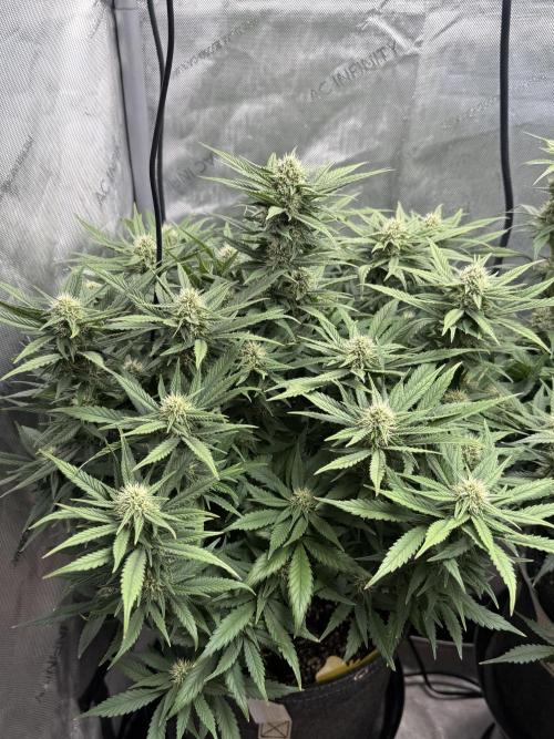 Lemon Cherry Cookies FB Auto. Week 7