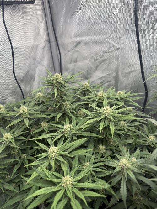Lemon Cherry Cookies FB Auto. Week 7