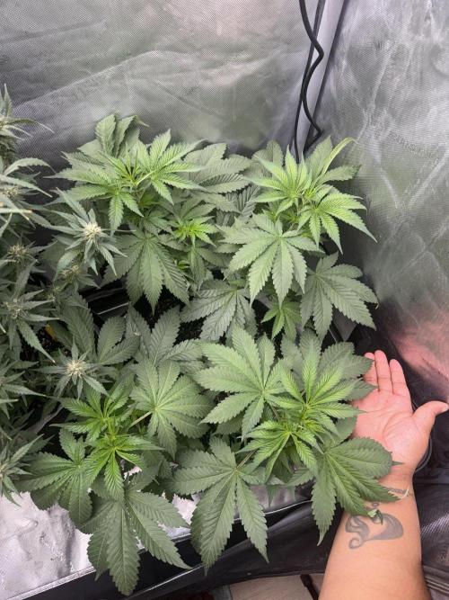 OG KUSH FEM SEEDSMAN Photo. Week 7