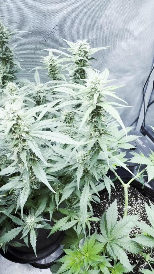 OG KUSH FEM SEEDSMAN Photo