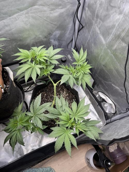 OG KUSH FEM SEEDSMAN Photo. Week 7