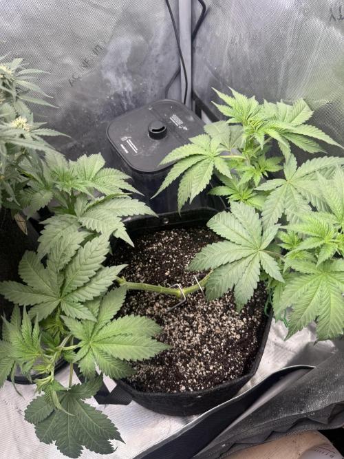 OG KUSH FEM SEEDSMAN Photo. Week 7